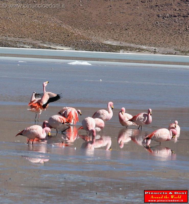 BOLIVIA 2 - Ruta de Las Joyas - Laguna Hedionda - Flamencos - 09.jpg